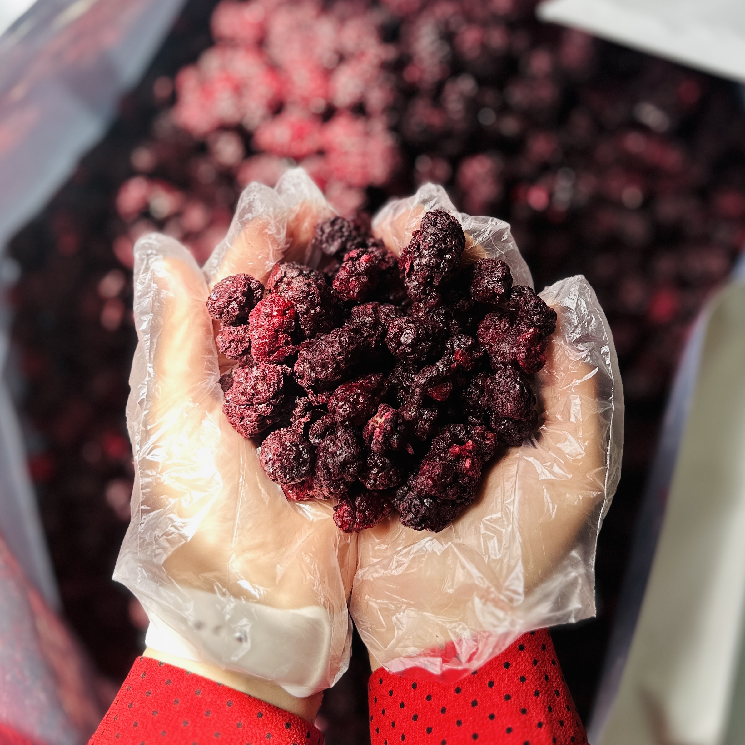 تصویر میوه پفکی شاتوت 